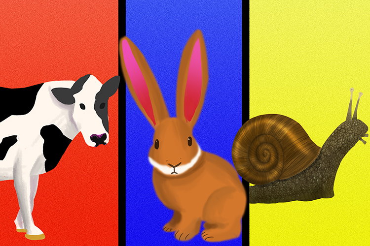 Examples of herbivores are cows, rabbits and snails that only eat vegetation